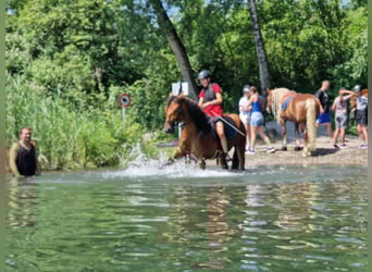 PRE Mix, Wallach, 4 Jahre, 163 cm, Brauner