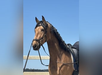 PRE Mix, Wallach, 4 Jahre, 163 cm, Falbe