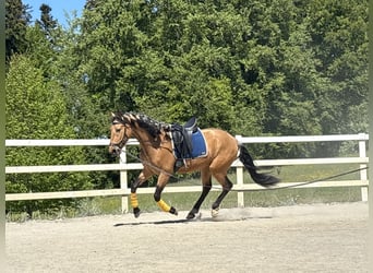 PRE Mix, Wallach, 4 Jahre, 163 cm, Falbe