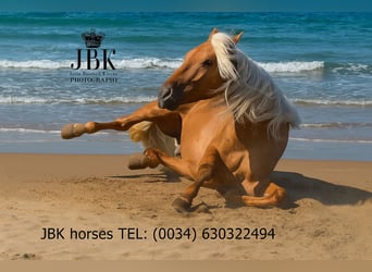 PRE, Wallach, 4 Jahre, 163 cm, Palomino