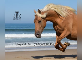 PRE, Wallach, 4 Jahre, 163 cm, Palomino