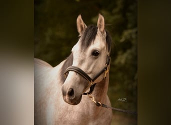 PRE Mix, Wallach, 4 Jahre, 163 cm, Schimmel