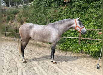 PRE Mix, Wallach, 4 Jahre, 163 cm, Schimmel