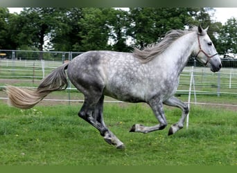 PRE, Wallach, 4 Jahre, 163 cm, Schimmel