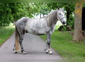 PRE, Wallach, 4 Jahre, 163 cm, Schimmel
