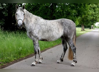 PRE, Wallach, 4 Jahre, 163 cm, Schimmel