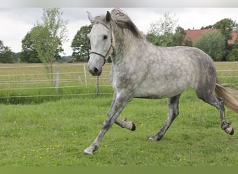 PRE, Wallach, 4 Jahre, 163 cm, Schimmel