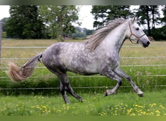 PRE, Wallach, 4 Jahre, 163 cm, Schimmel
