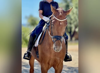 PRE, Wallach, 4 Jahre, 164 cm, Fuchs
