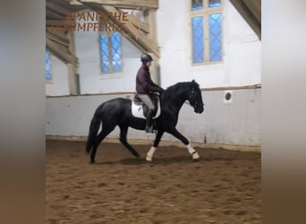 PRE Mix, Wallach, 4 Jahre, 164 cm, Rappe