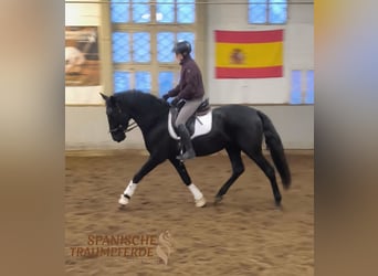 PRE Mix, Wallach, 4 Jahre, 164 cm, Rappe