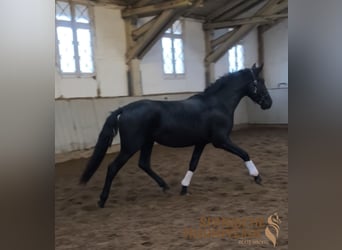 PRE Mix, Wallach, 4 Jahre, 164 cm, Rappe