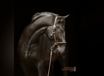 PRE Mix, Wallach, 4 Jahre, 164 cm, Rappe