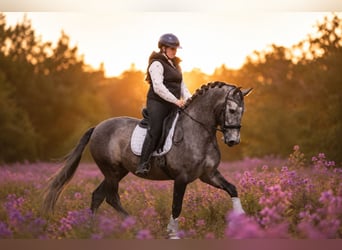 PRE Mix, Wallach, 4 Jahre, 164 cm, Schimmel