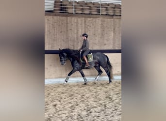 PRE Mix, Wallach, 4 Jahre, 164 cm, Schimmel
