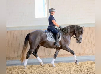 PRE Mix, Wallach, 4 Jahre, 164 cm, Schimmel