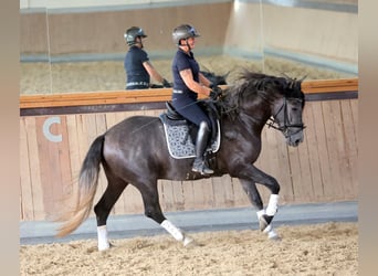 PRE Mix, Wallach, 4 Jahre, 164 cm, Schimmel
