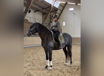 PRE, Wallach, 4 Jahre, 164 cm, Schimmel