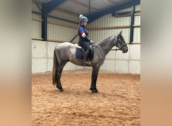 PRE Mix, Wallach, 4 Jahre, 164 cm, Schimmel