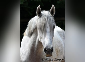 PRE, Wallach, 4 Jahre, 164 cm, Schimmel