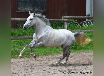 PRE, Wallach, 4 Jahre, 164 cm, Schimmel