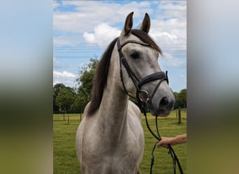 PRE, Wallach, 4 Jahre, 165 cm, Apfelschimmel