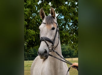 PRE, Wallach, 4 Jahre, 165 cm, Apfelschimmel