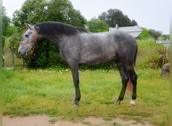 PRE, Wallach, 4 Jahre, 165 cm, Apfelschimmel