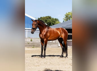 PRE Mix, Wallach, 4 Jahre, 165 cm, Brauner