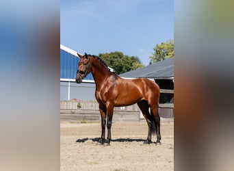 PRE Mix, Wallach, 4 Jahre, 165 cm, Brauner