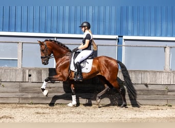 PRE Mix, Wallach, 4 Jahre, 165 cm, Brauner