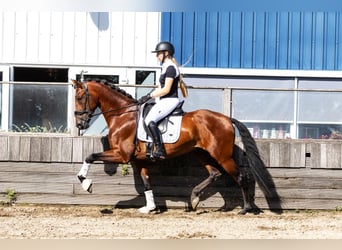PRE Mix, Wallach, 4 Jahre, 165 cm, Brauner