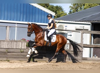 PRE Mix, Wallach, 4 Jahre, 165 cm, Brauner