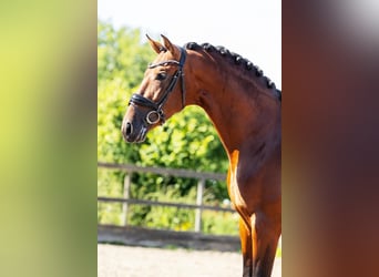 PRE Mix, Wallach, 4 Jahre, 165 cm, Brauner
