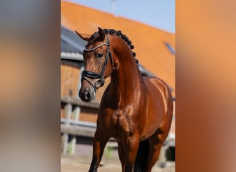 PRE Mix, Wallach, 4 Jahre, 165 cm, Brauner