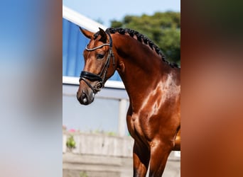 PRE Mix, Wallach, 4 Jahre, 165 cm, Brauner