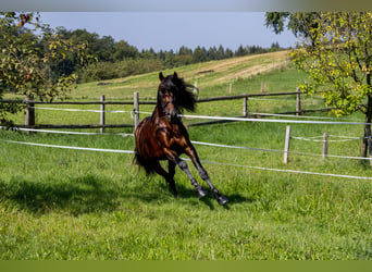 PRE Mix, Wallach, 4 Jahre, 165 cm, Brauner