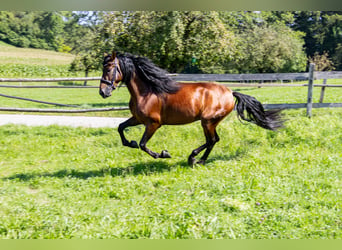 PRE Mix, Wallach, 4 Jahre, 165 cm, Brauner