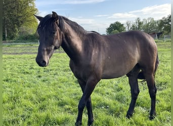 PRE Mix, Wallach, 4 Jahre, 165 cm, Falbe