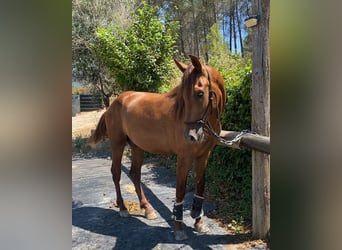 PRE, Wallach, 4 Jahre, 165 cm, Fuchs