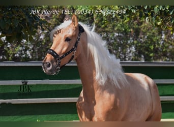 PRE Mix, Wallach, 4 Jahre, 165 cm, Palomino
