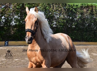 PRE Mix, Wallach, 4 Jahre, 165 cm, Palomino