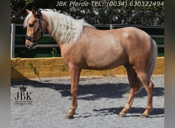 PRE Mix, Wallach, 4 Jahre, 165 cm, Palomino