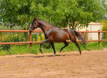 PRE, Wallach, 4 Jahre, 165 cm, Rappe