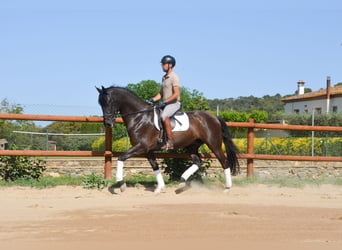 PRE, Wallach, 4 Jahre, 165 cm, Rappe