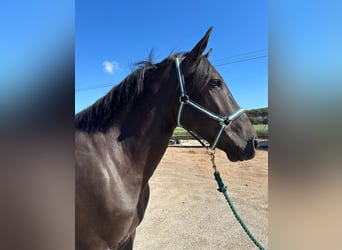 PRE Mix, Wallach, 4 Jahre, 165 cm, Rappe