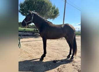 PRE Mix, Wallach, 4 Jahre, 165 cm, Rappe