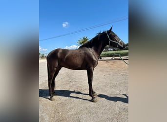 PRE Mix, Wallach, 4 Jahre, 165 cm, Rappe