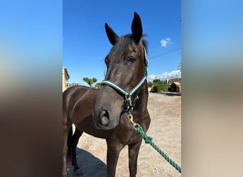 PRE Mix, Wallach, 4 Jahre, 165 cm, Rappe