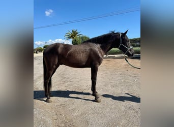 PRE Mix, Wallach, 4 Jahre, 165 cm, Rappe